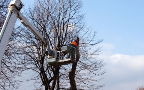 Via libera a Cervia: 100 mila euro per oltre 300 alberi